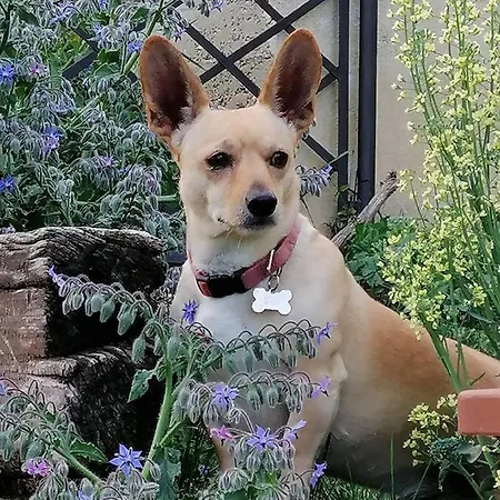 Kır Evi Ca Nostra Restaurant Portacomaro