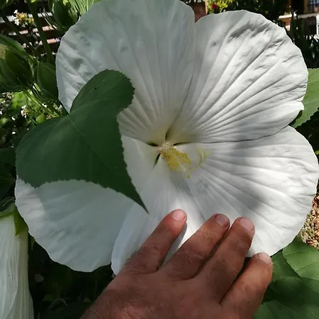 Ca Nostra Restaurant *